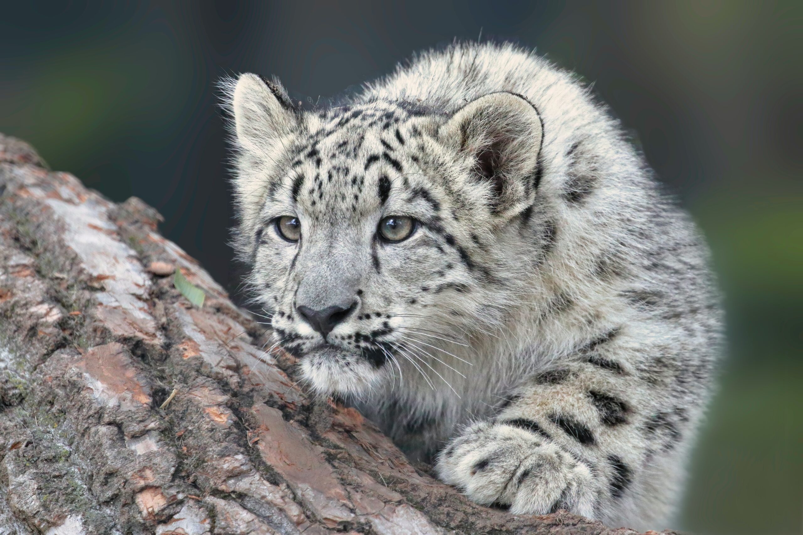 10 Interesting Facts About Snow Leopards